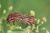 Graphosoma italicum italicum