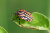 Graphosoma italicum italicum