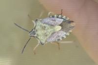 Carpocoris purpureipennis