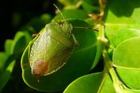 Palomena prasina