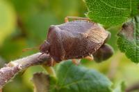 Palomena prasina