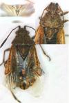 Stictopleurus punctatonervosus