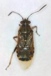Liorhyssus hyalinus