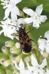 Spilostethus saxatilis