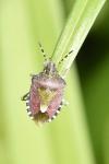 Dolycoris baccarum