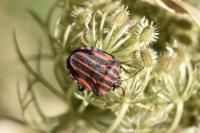 Graphosoma italicum italicum
