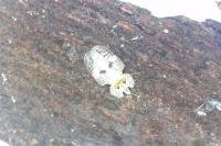 Corythucha ciliata