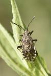 Stictopleurus punctatonervosus
