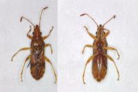 Belonochilus numenius
