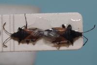 Oxycarenus lavaterae