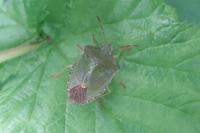 Palomena viridissima