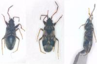 Scolopostethus pictus