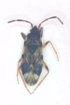 Scolopostethus pictus