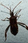 Leptoglossus occidentalis