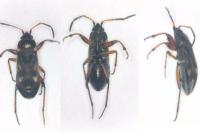Raglius alboacuminatus