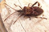 Leptoglossus occidentalis