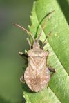 Coreus marginatus
