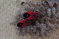 Melanocoryphus albomaculatus