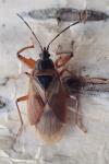 Gastrodes abietum