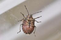 Holcogaster fibulata