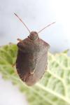 Palomena prasina