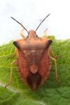 Carpocoris fuscispinus