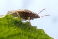 Aelia acuminata