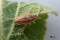 Aelia acuminata