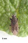 Peritrechus gracilicornis