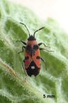 Horvathiolus superbus