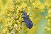 Ceraleptus gracilicornis