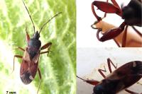 Eremocoris abietis