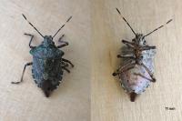 Troilus luridus