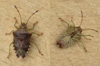 Elasmucha grisea