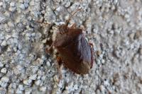 Palomena prasina