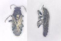 Heterogaster urticae