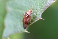 Lygus pratensis