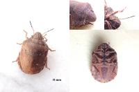 Eurygaster maura