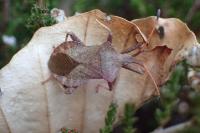 Coreus marginatus
