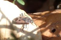 Rhyparochromus pini