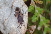 Rhyparochromus pini