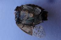 Rhaphigaster nebulosa