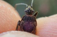 Rhyparochromus pini