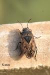 Trapezonotus arenarius arenarius