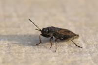 Trapezonotus arenarius arenarius