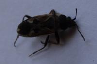 Rhyparochromus vulgaris