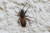Peritrechus gracilicornis