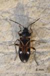 Raglius alboacuminatus