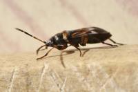 Raglius alboacuminatus