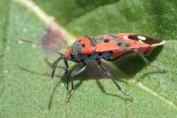Lygaeus equestris